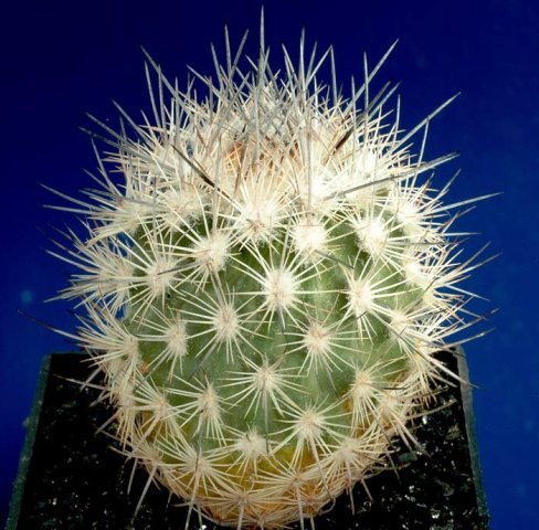 Echinomastus_mariposensis